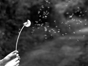 blowing a dandelion into the aire